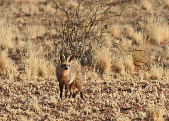 071 Namib Desert, namibrand nature reserve, grootoorvos.JPG